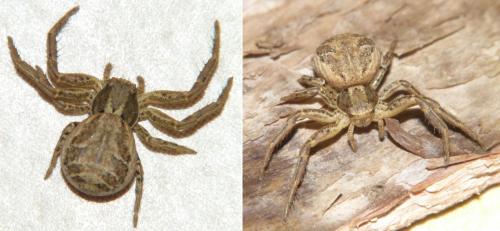 Réf. 247 493 : Xysticus sp.